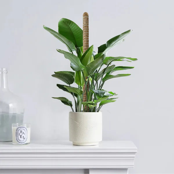 25.2inch 2PC Double-layered, Flexible Coconut Coir Stick With Hemp Rope Ideal For Plant Support, Natural And Eco-friendly, Creating A Vibrant Green Space.