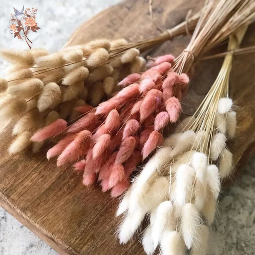 Bunny Tail Dried Grass Bouquet – 50 Stems