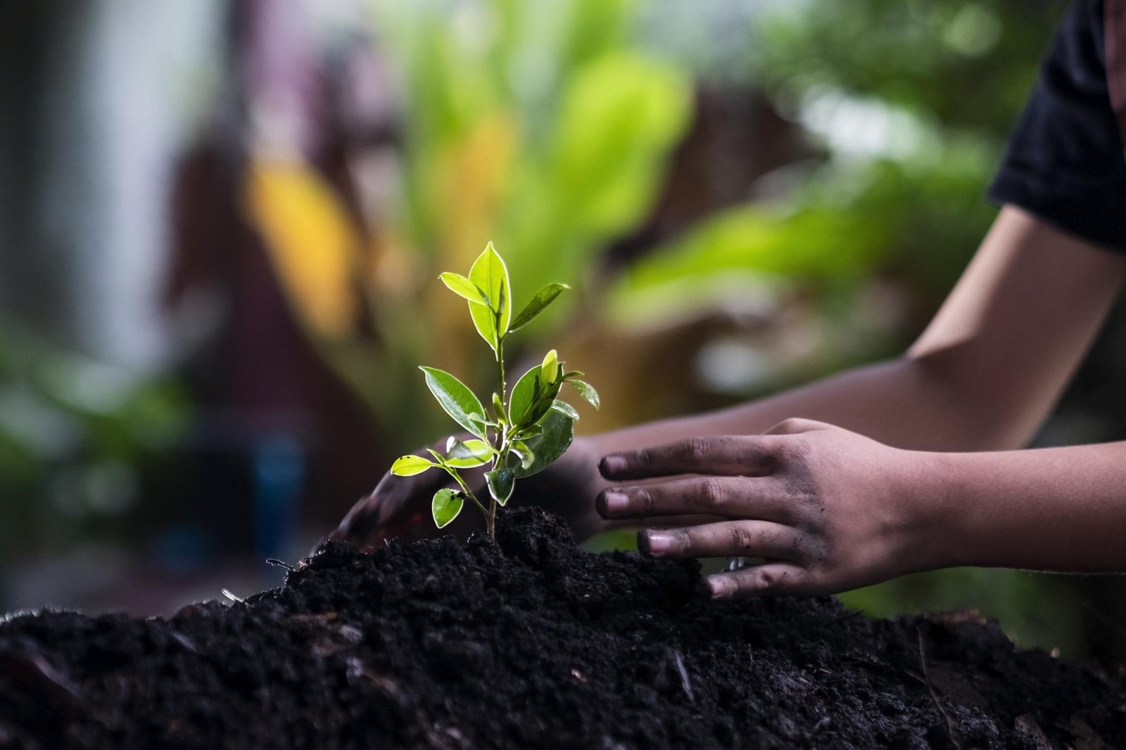 Planting a seedling